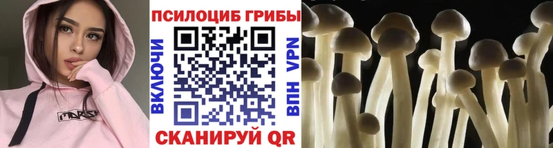 Купить  Дагестанские Огни  Псилоцибиновые грибы мицелий 